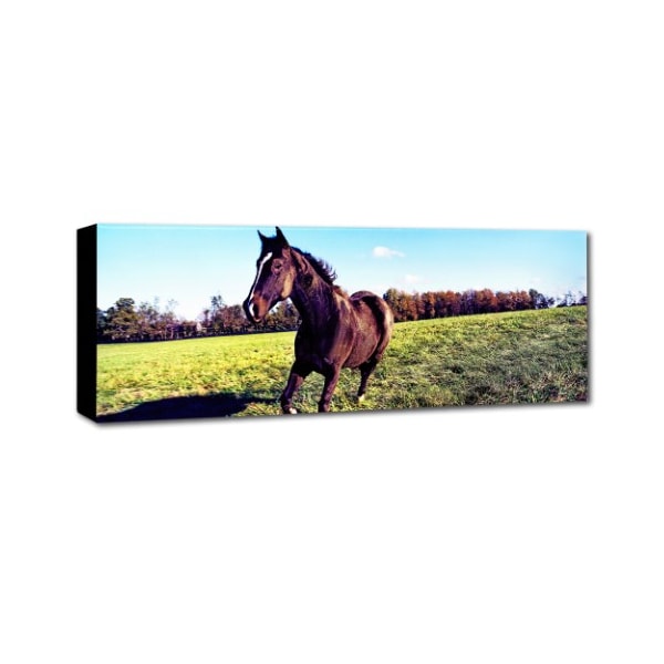 Preston 'Running Horse' Canvas Art,16x47